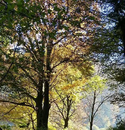 Haus Wald-eck *