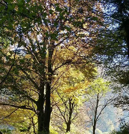Haus Wald-eck *