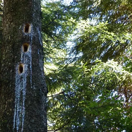 Appartement Haus Wald-eck *