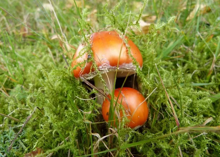 Haus Wald-eck Apartment