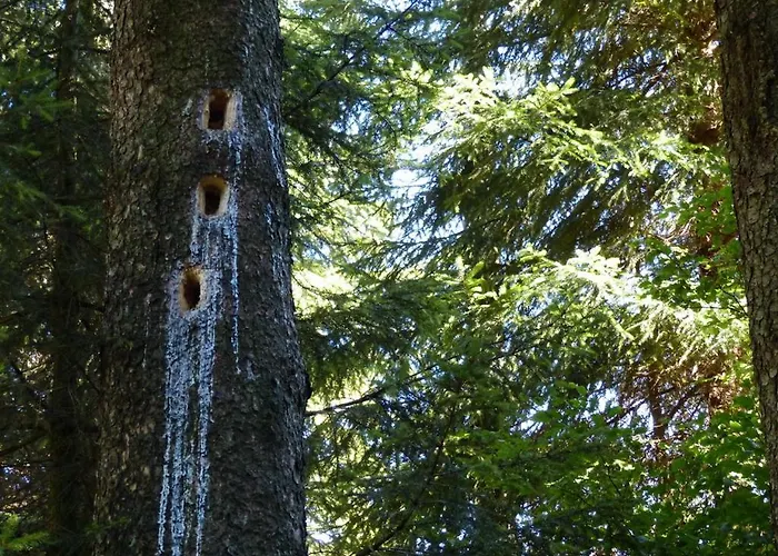 Apartment Haus Wald-eck *